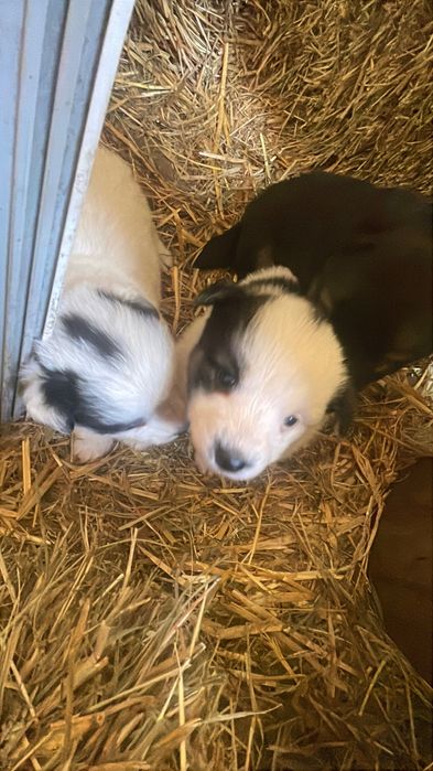 Цуценята в добрі руки.