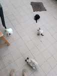 Para uma adoção responsável : gatinhos