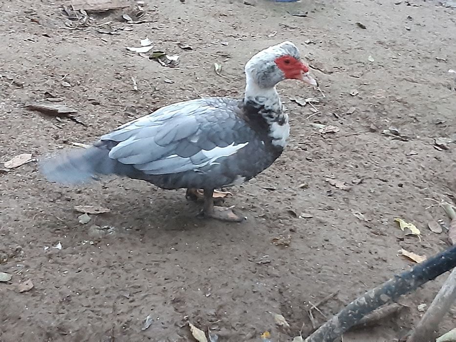 Sprzedam kaczki francuskie i kaczogęsi