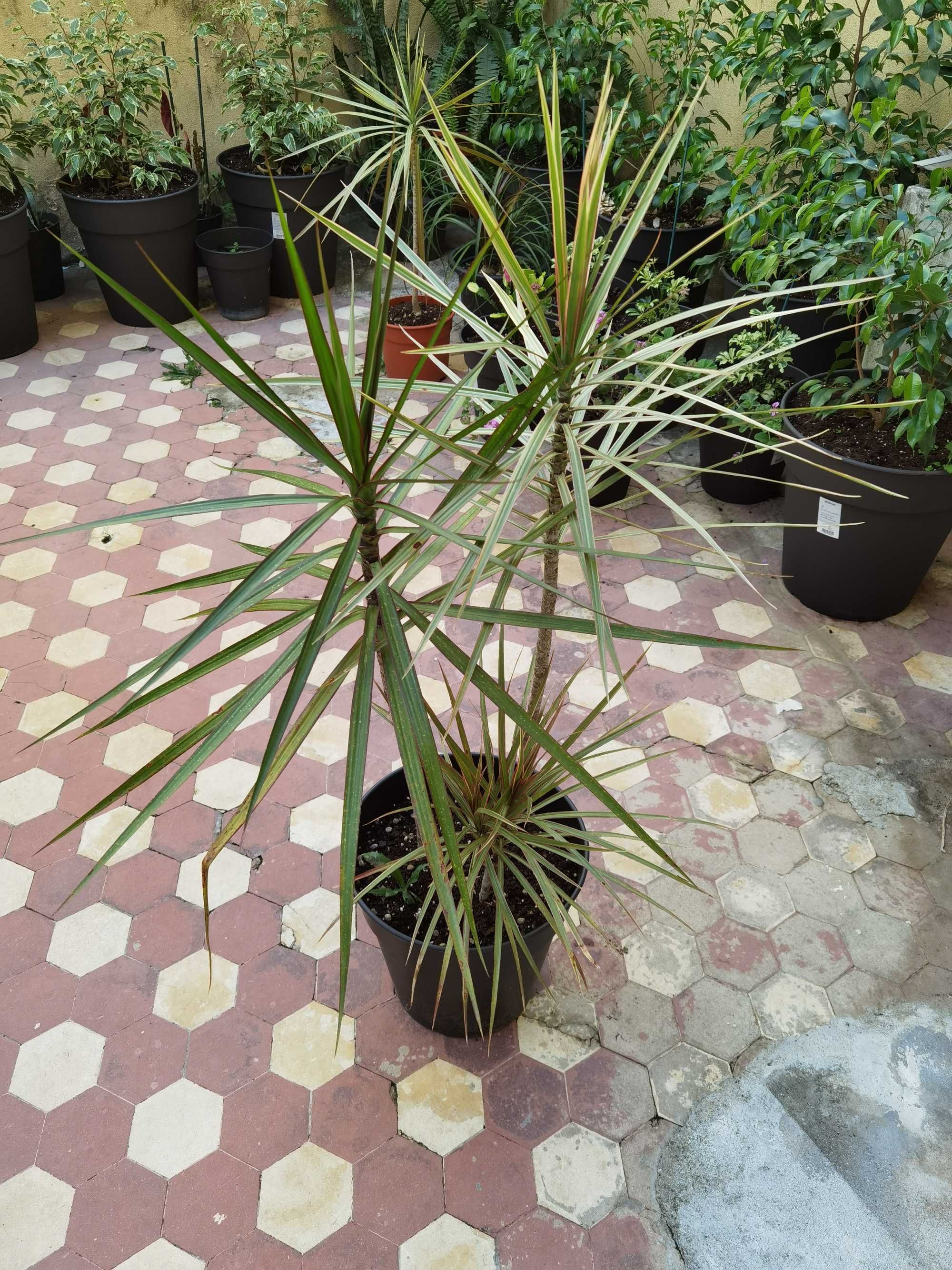 Dracaena, Plantas, Jardim, Decoração