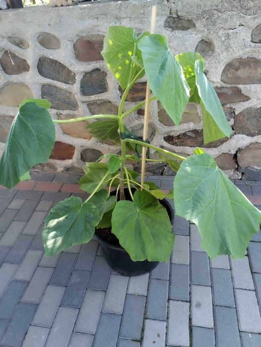 Paulownia omszona P. tomentosa drzewo tlenowe sadzonka Oxygen tree