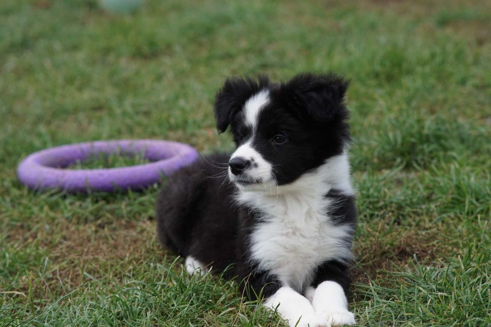 Border collie , chłopiec czarno biały ZKwP / FCI