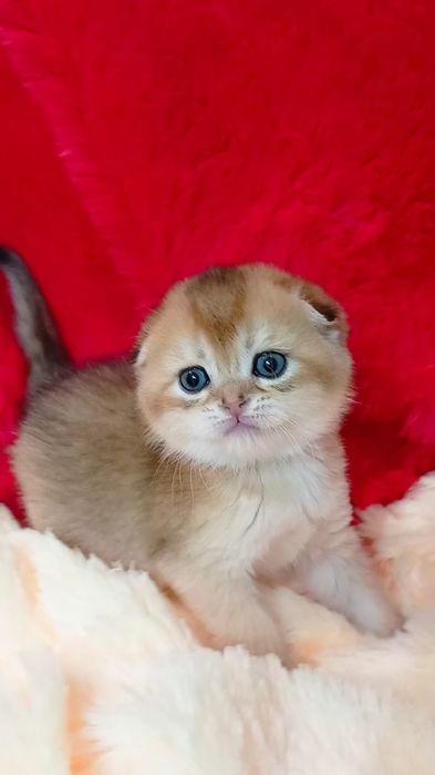 Гарненька дівчинка золота шиншила шотландська висловуха