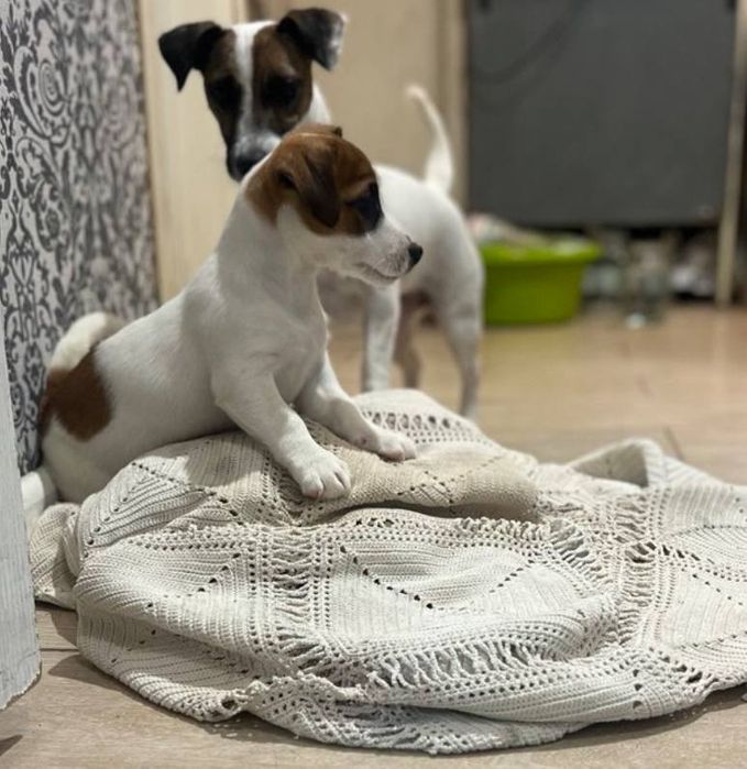 «Джек Патрон» собача