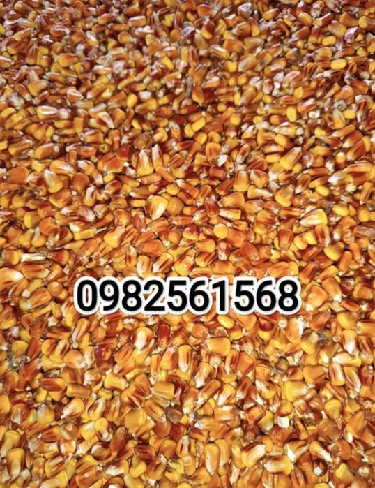 Продам сухую кукурузу