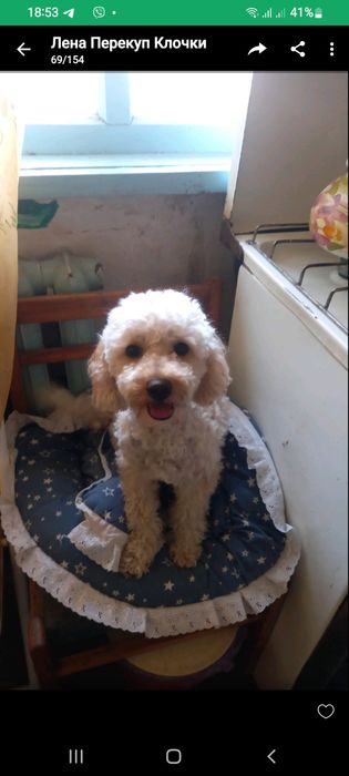 Девочка пудель 3 года