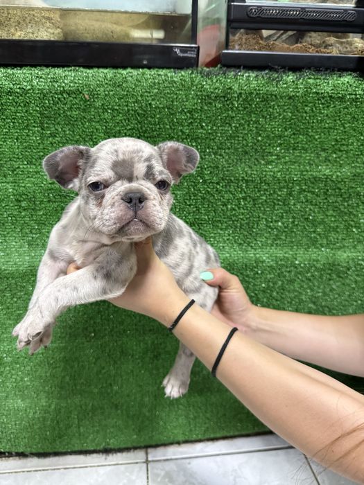 Bulldog francês blus merle olhos azuis