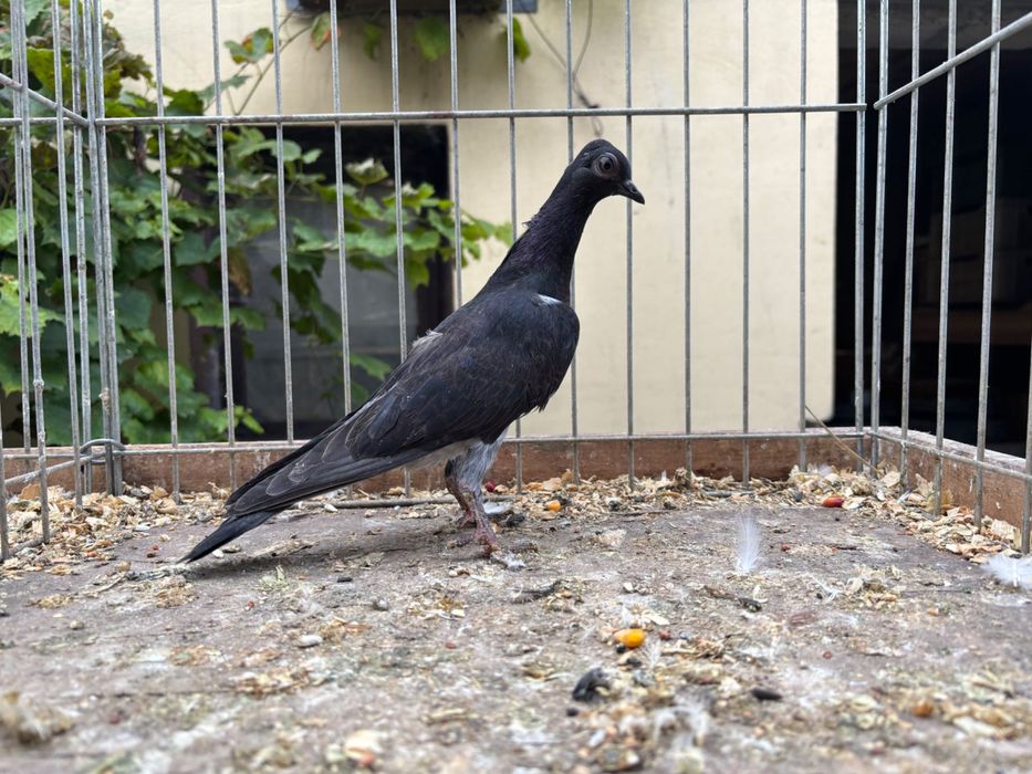 Gołębie wiedeńskie