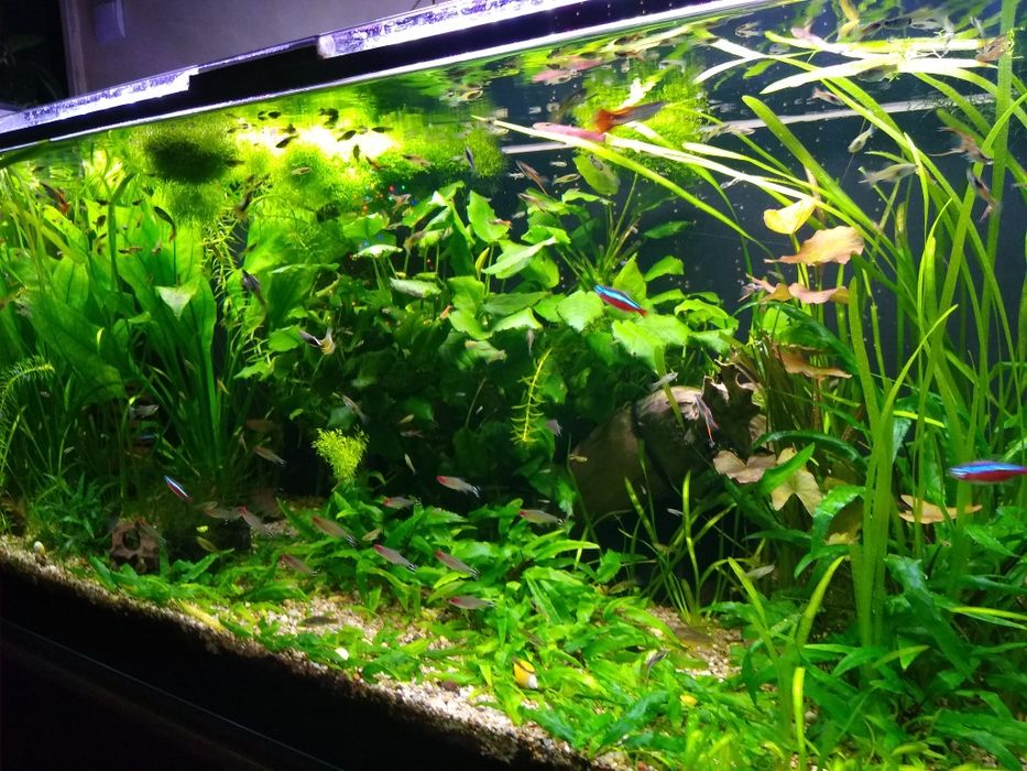 Zestaw akwarium 320l co2