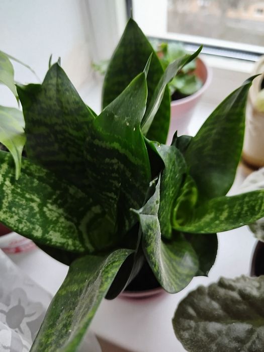 Продам сансевієрію