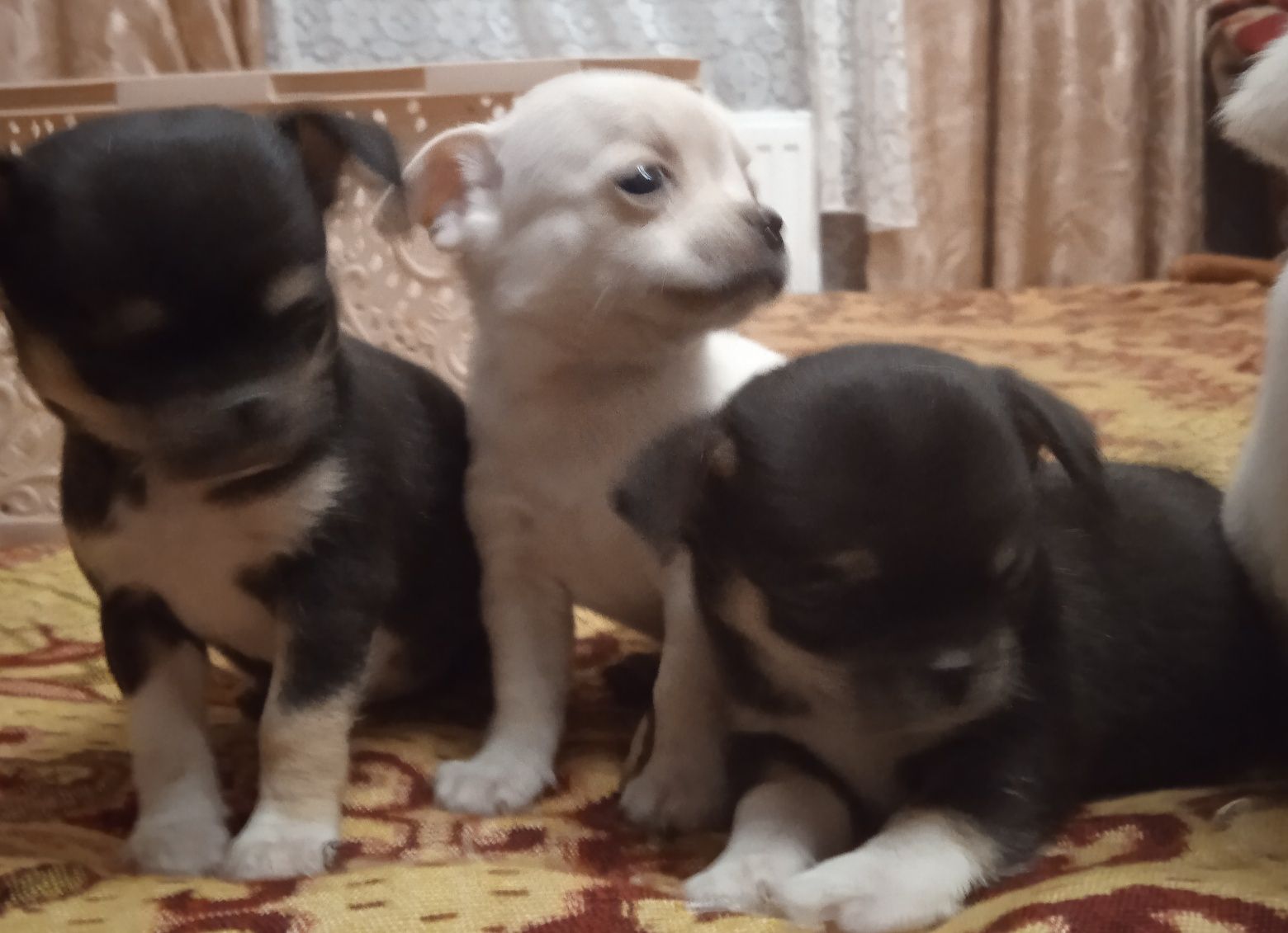 Чихуахуа. Цуценята.