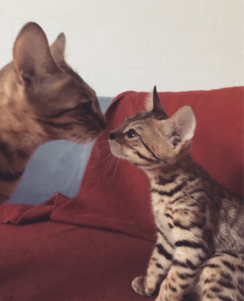 Бенгальские котята