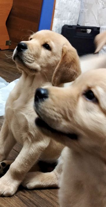 Щенки лабрадора ретривера