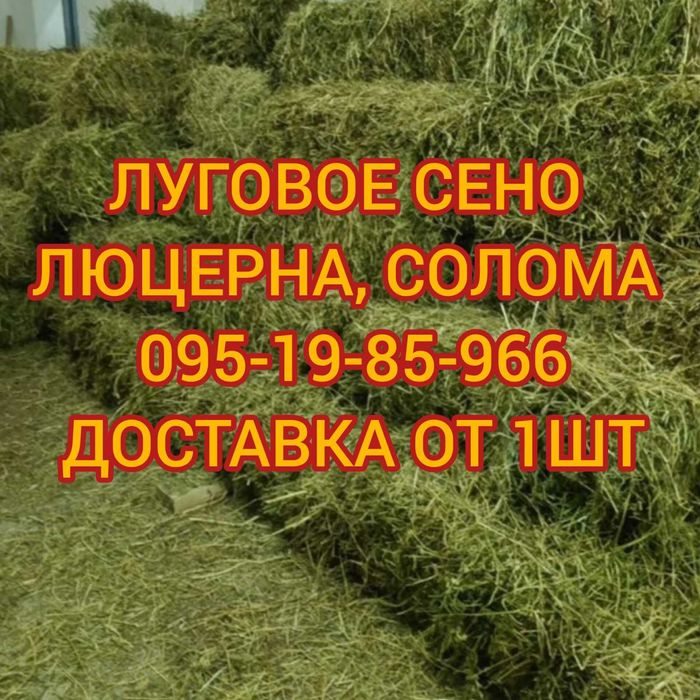 СЕНО СОБАКАМ на подстилку в тюках мешках, сіно злаки и др виды.