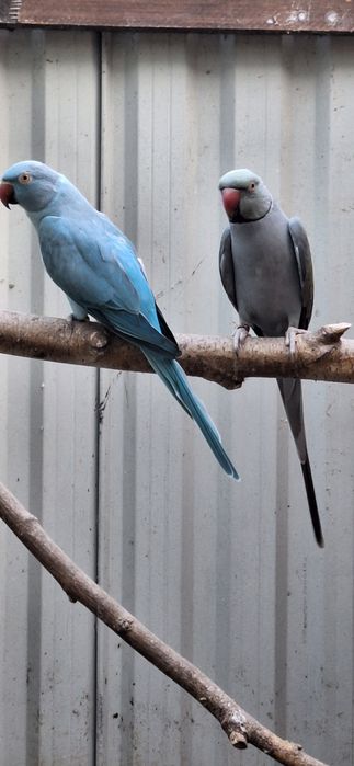 Aleksandretty Obrożne