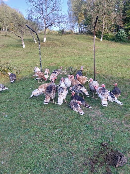 Індики породисті