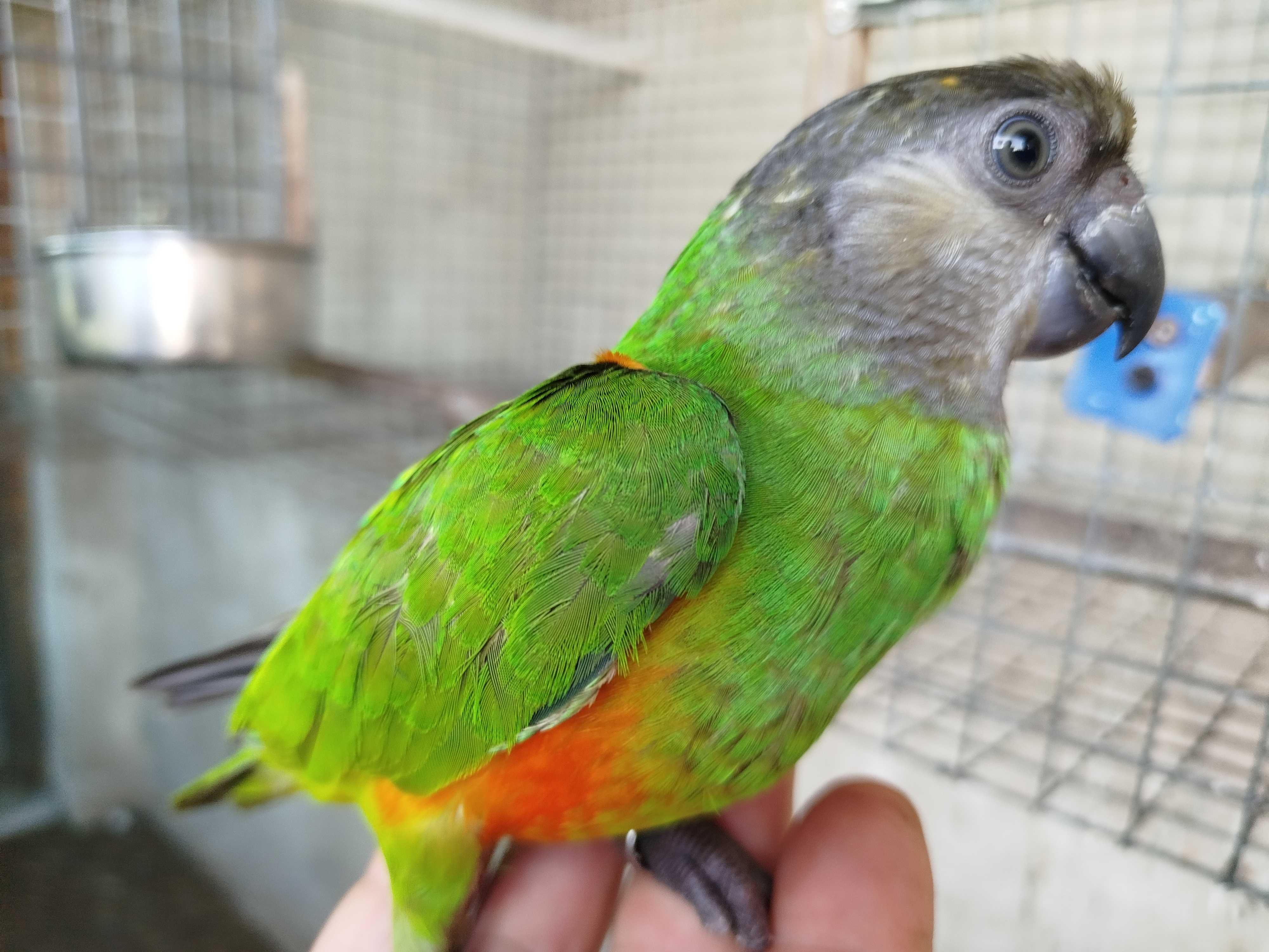 Aves bico curvo diversas espécie