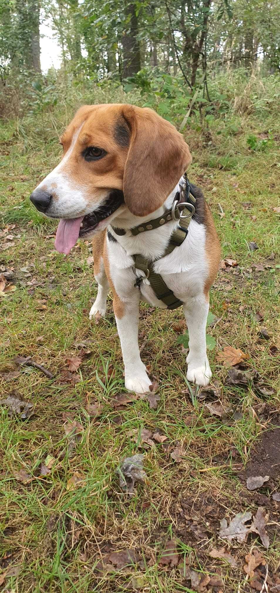Eskel - 3 letni Beagle/Oborniki Śląskie