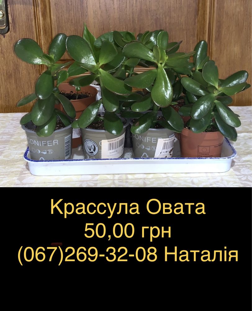 Крассула види, товстянка, грошове дерево. Горщики