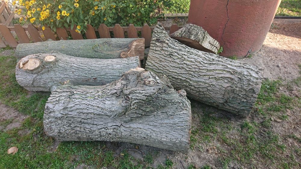 Drewno orzech włoski 45 lat