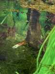 Guppys alevins/ juvenis/ ninhada