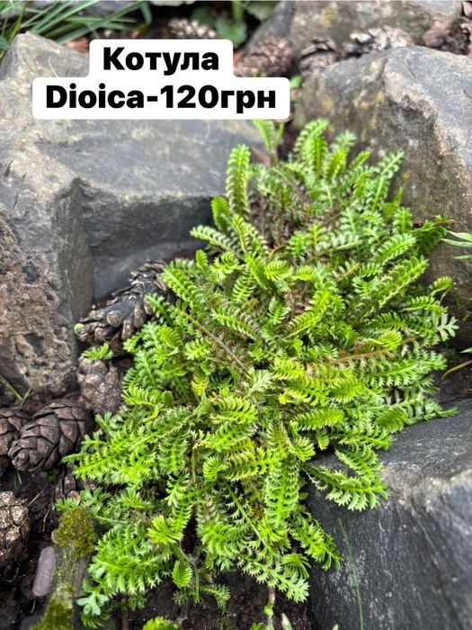 Багаторічні садові рослини