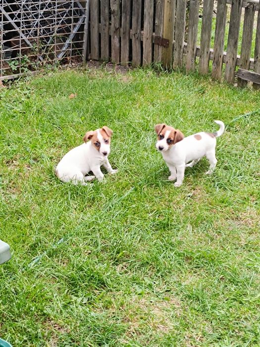 Jack Russell Terrier