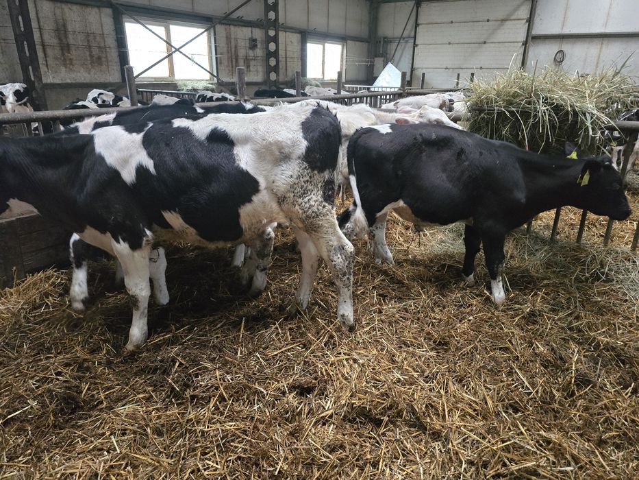 Sprzedam byczki opasy