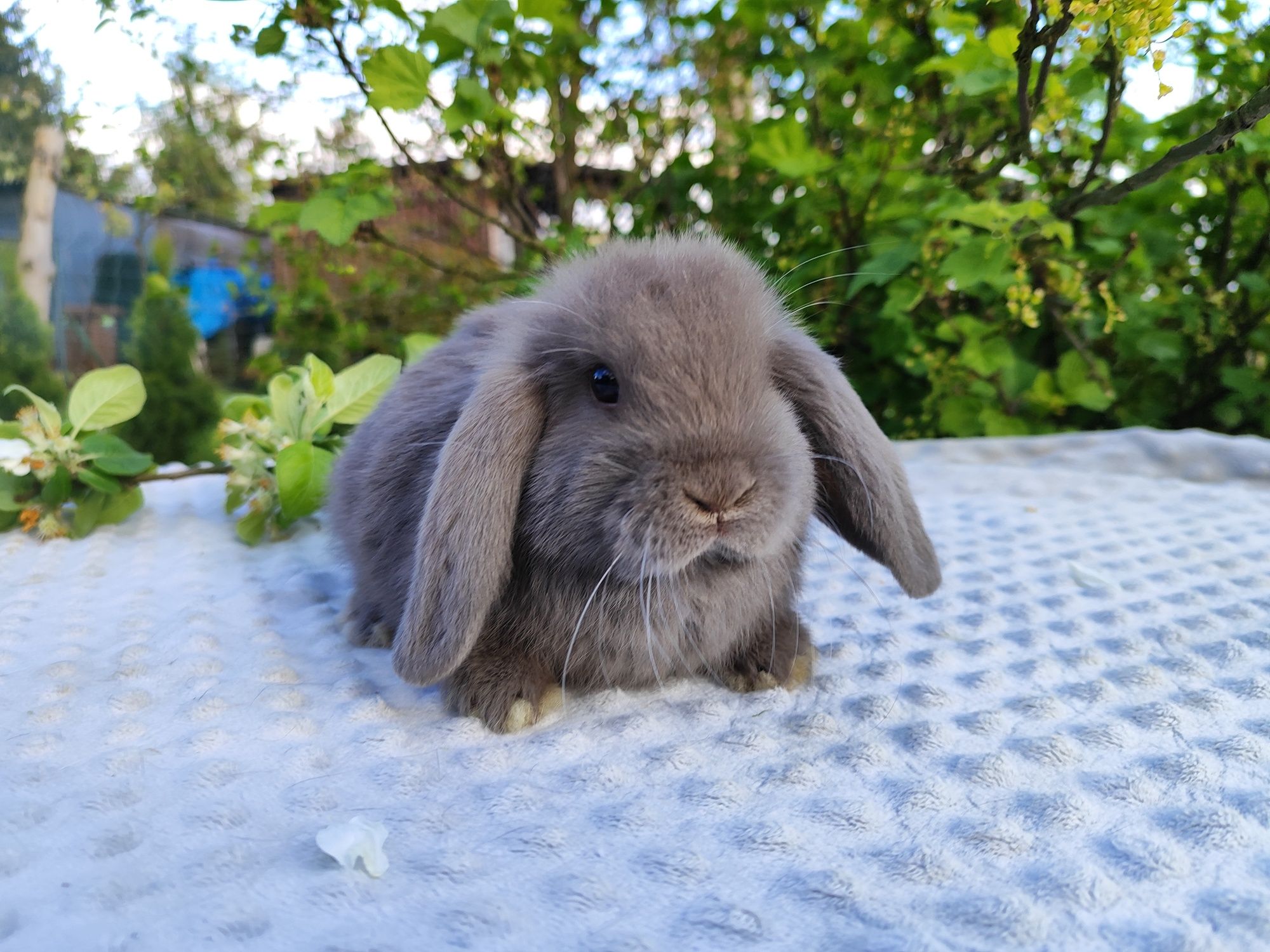 Mini lop prawdziwy rasowy miniaturka baranek