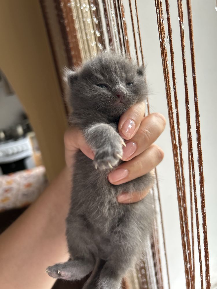 Котики шукають сімʼю