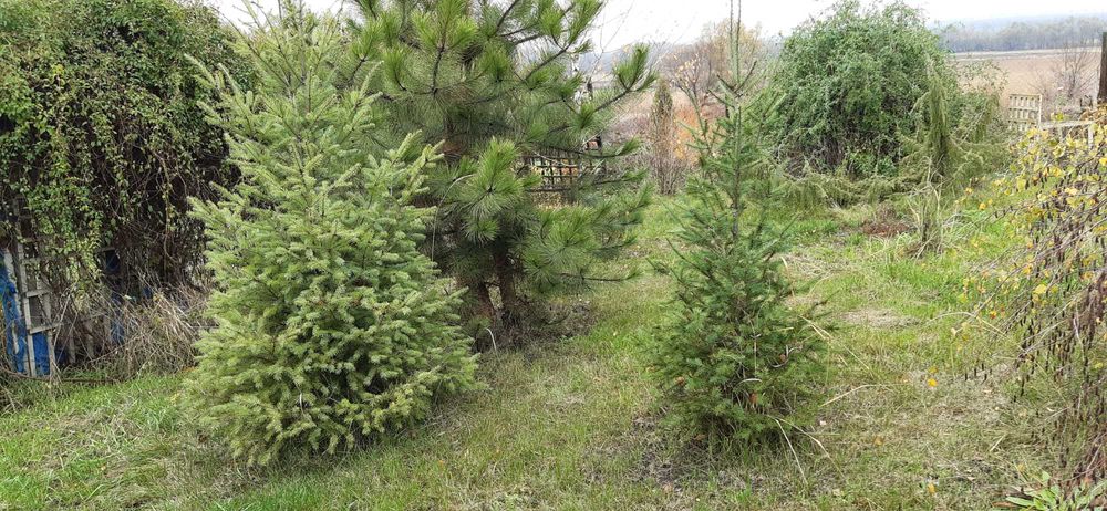 продаєм будинок із жилою літнєю кухнею