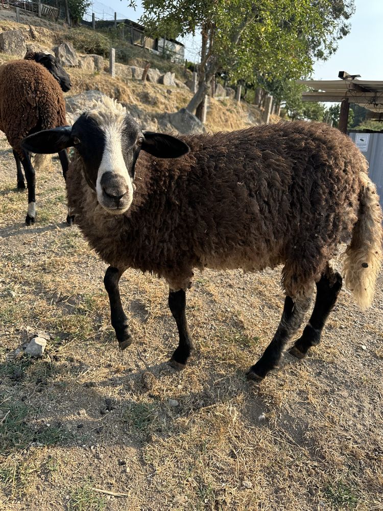 Borrego com 3 meses