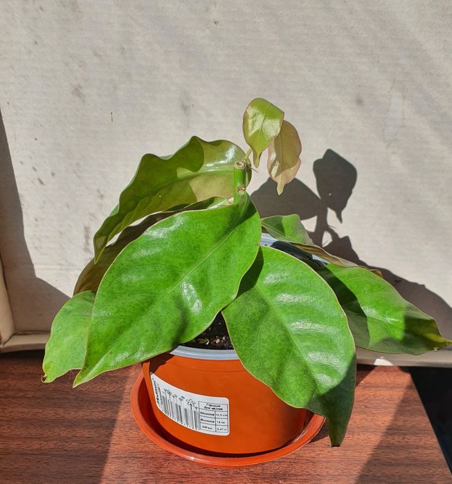 Продам домашние растения