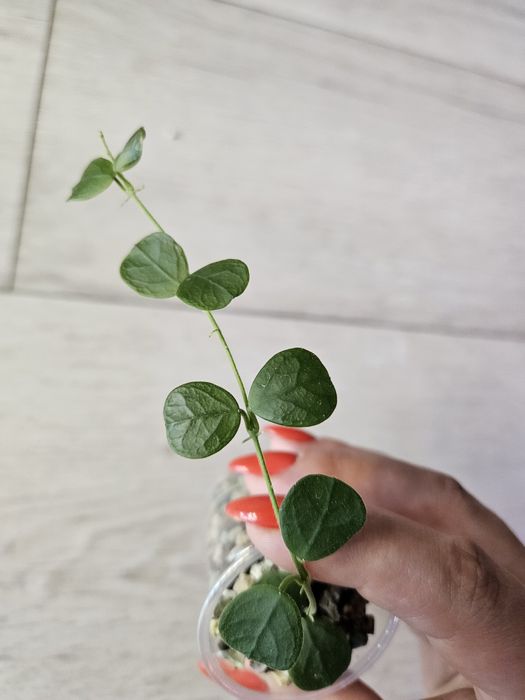 Hoya obcordata. Sadzonka