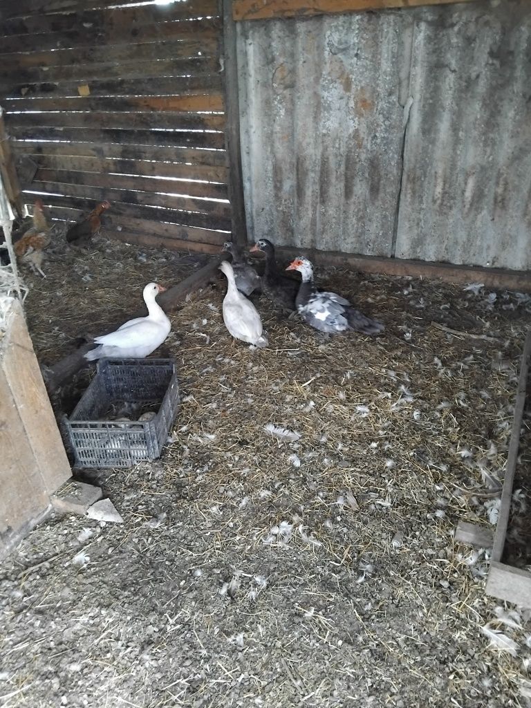 Patos / patas mudos