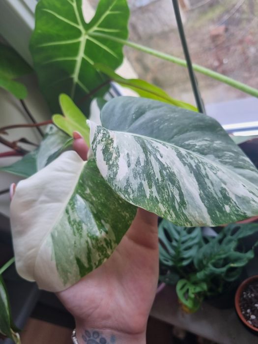 Monstera Variegata szczyt