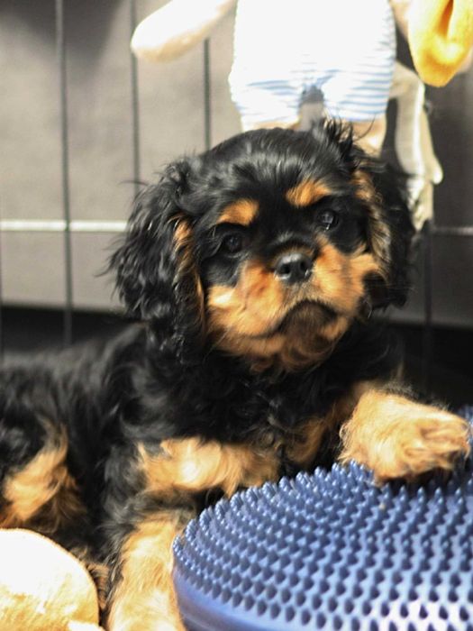 Cavalier King Charles Spaniel ZKwP/FCI - suczka