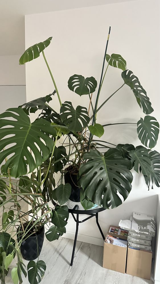 Monstera ogromna w donicy