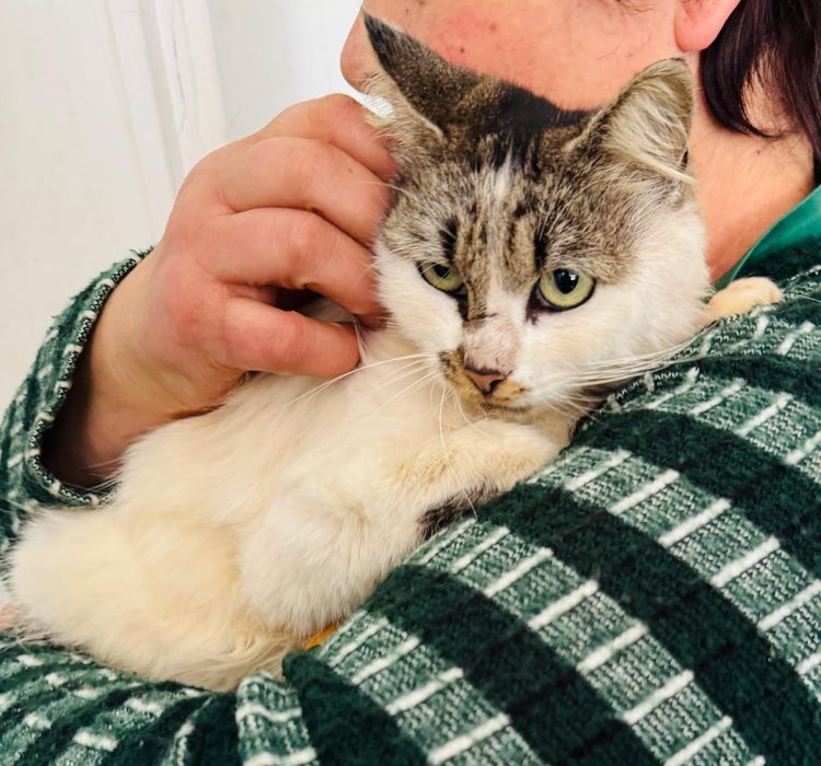 Gatinha de cerca de 2 anos