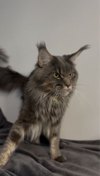 Reproduktor FPL Maine Coon