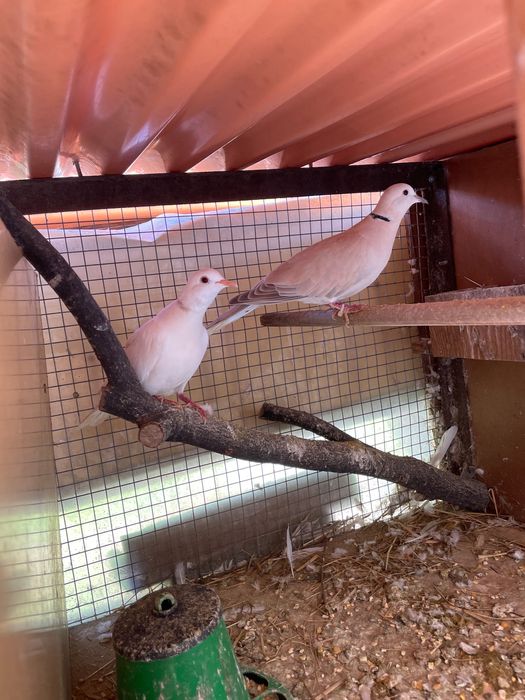 Rolas brancas e cinzentas