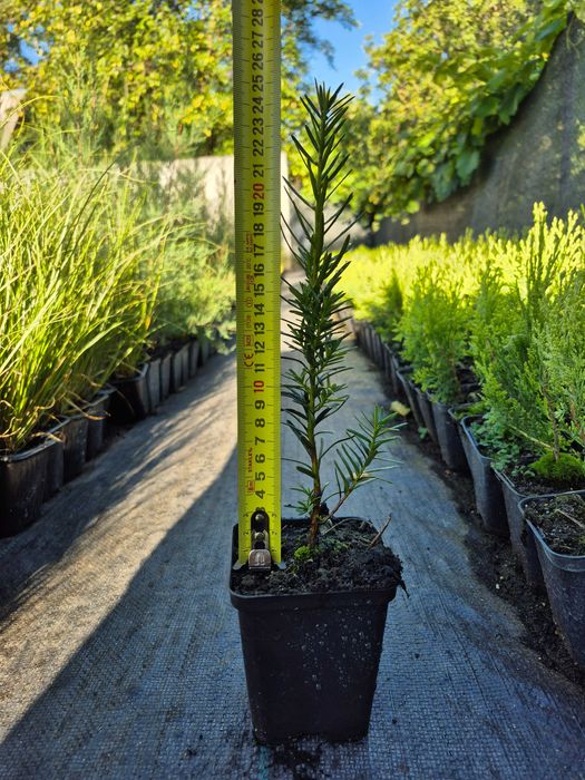 Taxus x media 'Hicksii' Тис середній  контейнер Р9 0,5 л