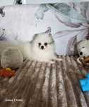 Szpic miniaturowy pomeranian Suczka Prada