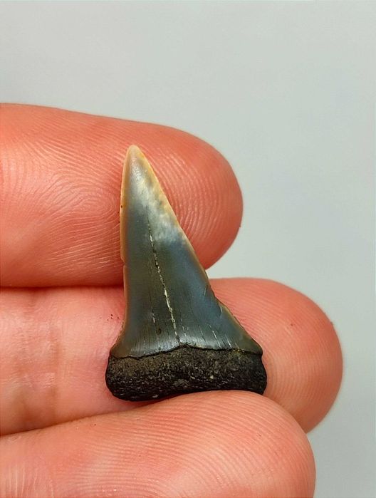 Belo lote de +25 dentes de tubarão