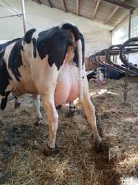 05.04 (piątek) nowa dostawa krów mlecznych z Niemiec