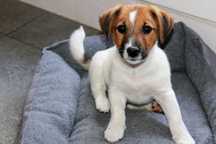 Piesek * Dolar * Jack Russell Terrier odchowany