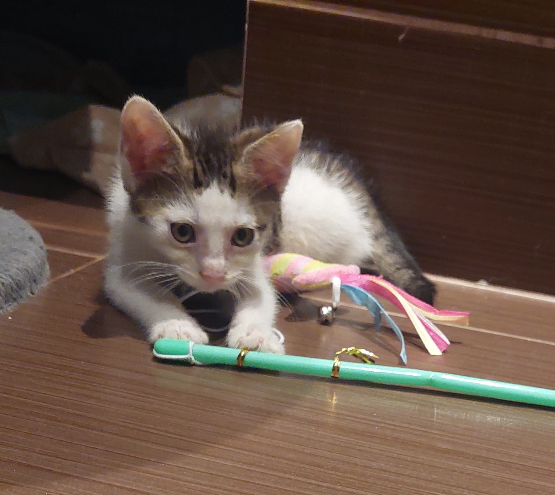 Malutkie kocięta do adopcji
