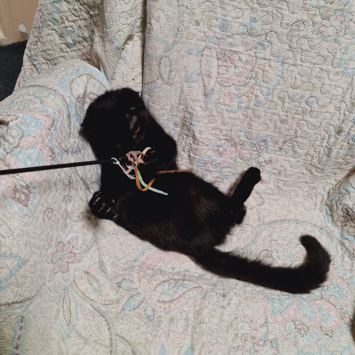 Кошеня чорна дівчинка чёрный котенок