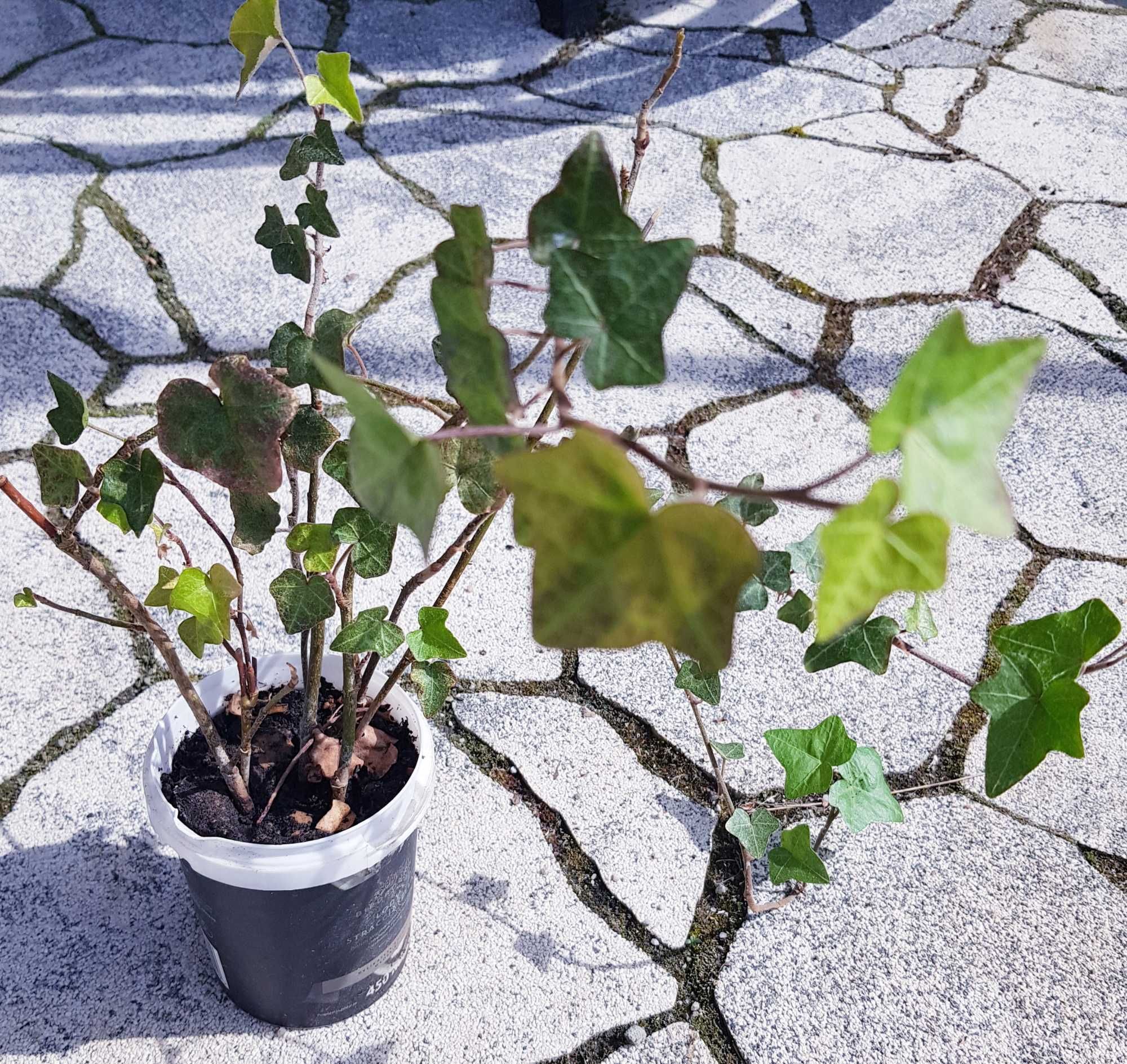 Hedera helix  zimozielone pnącze BLUSZCZ