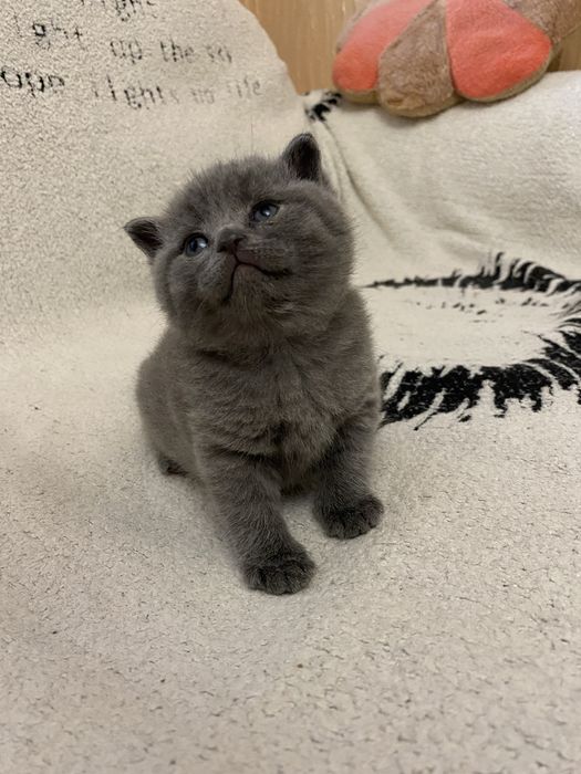 Британські кошенята готові  до бронювання